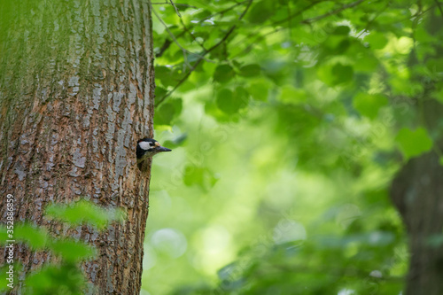 medium spotted woodpecker portrait in nature