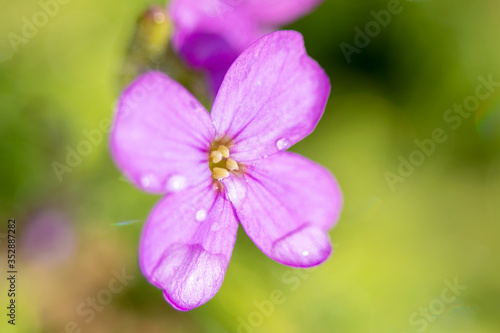 "Purple Aubrieta" flowers or Aubretia flowers Aubrieta Deltoidea . Aubrietas are flowering plants originate from southern of Europe to central Asia. See my other flowers