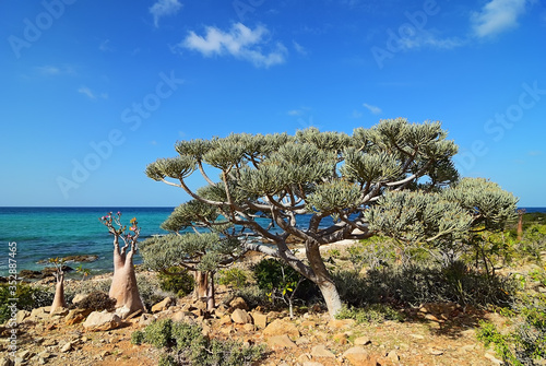 Socotra endemic plant on the background of blue water photo