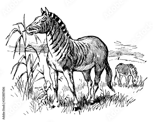 Quagga, vintage illustration.