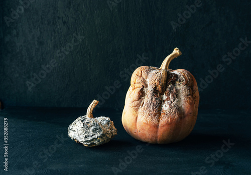 Big and small moldy rotten pumpkins on a black background. Conceptual photo