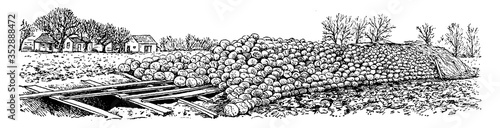 Cabbage Storing Method, vintage illustration.