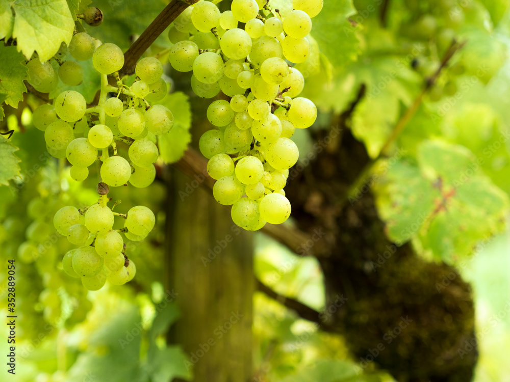 Silvaner vine variety of white wine grapes in a harvest ripe german vineyard with defocused background on a sunny autumn day.