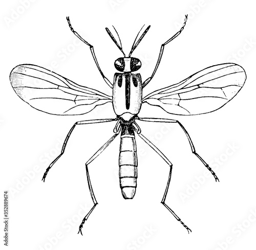 Fly, vintage illustration.