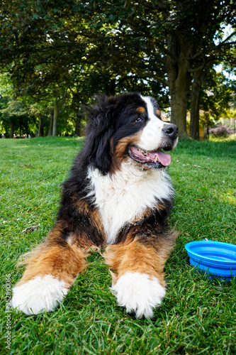Bernese Mountain Dog lying on the grass in the dog friendly park in summer. Blue collapsible water bowl is near him.