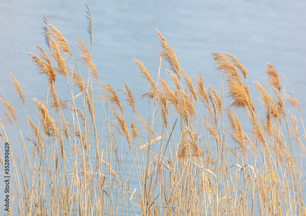 Fototapeta premium The reeds on the lake.