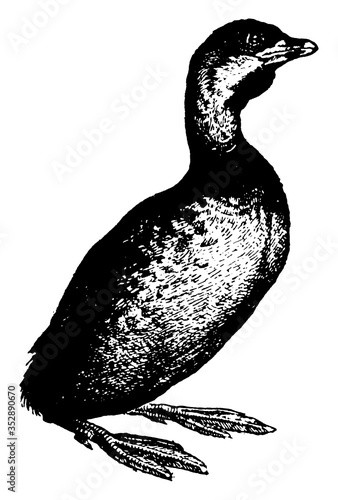 Grebe, vintage illustration.