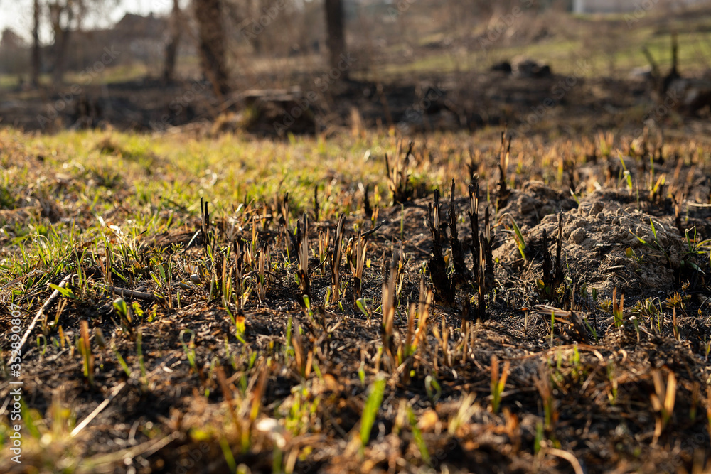 Young grass grow on earth after fire. Green and burned grass in forest Young grass grow on earth after fire. Green and burned grass in forest