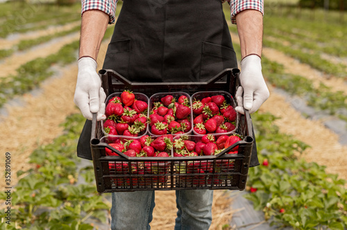 Crop farmer showing harvested strawberries