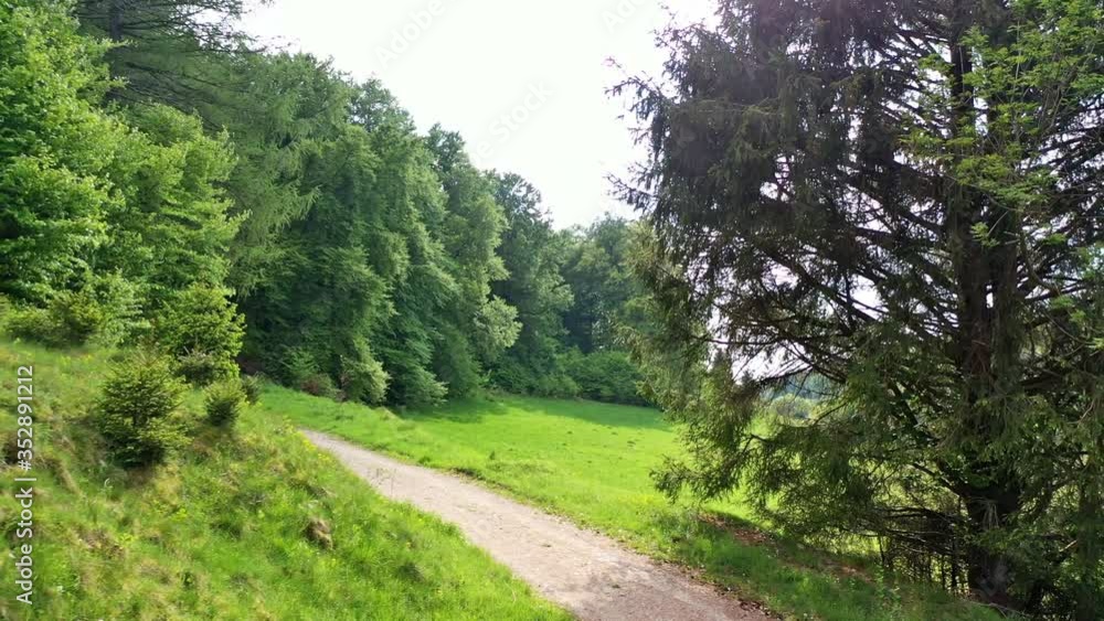Kamerafahrt auf einen Nadelholzbaum zu Kamerafahrt auf einen Nadelholzbaum zu