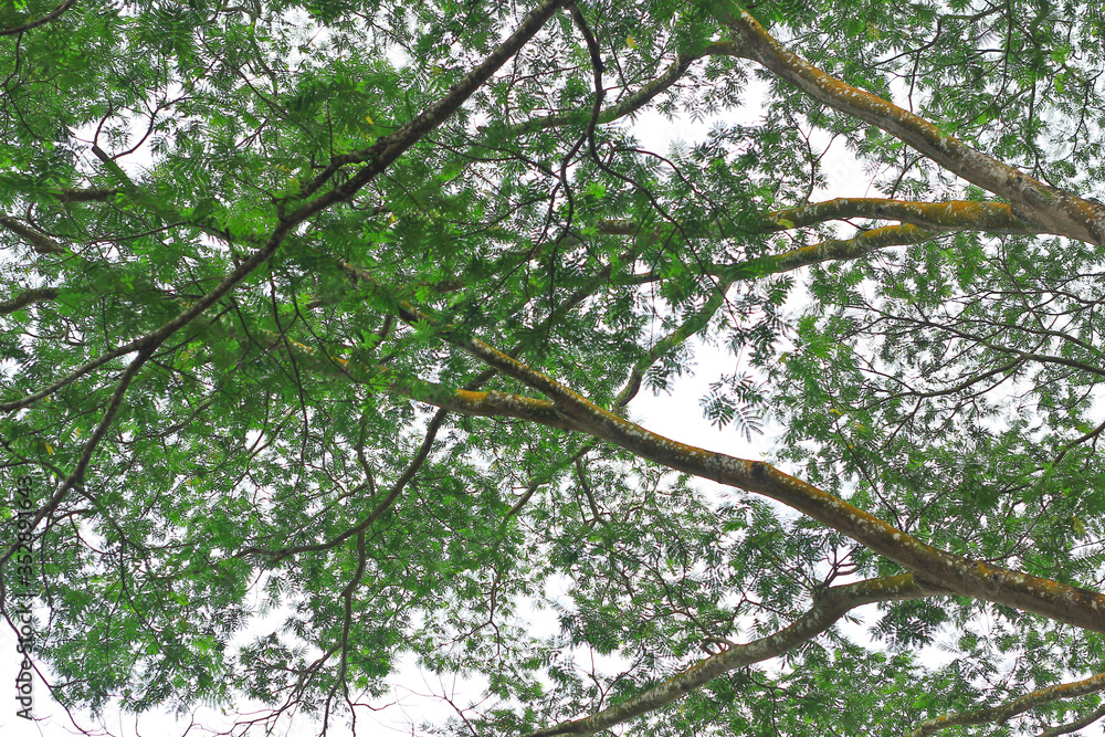 Obraz premium green leaves on tree