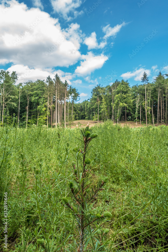 Wiederaufforstung im Mischwald im Frühjahr Wiederaufforstung im Mischwald im Frühjahr
