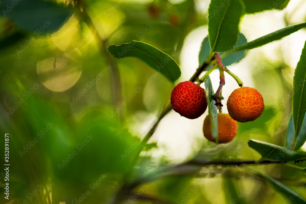Wild strawberries on the branch in nature Wild strawberries on the branch in nature