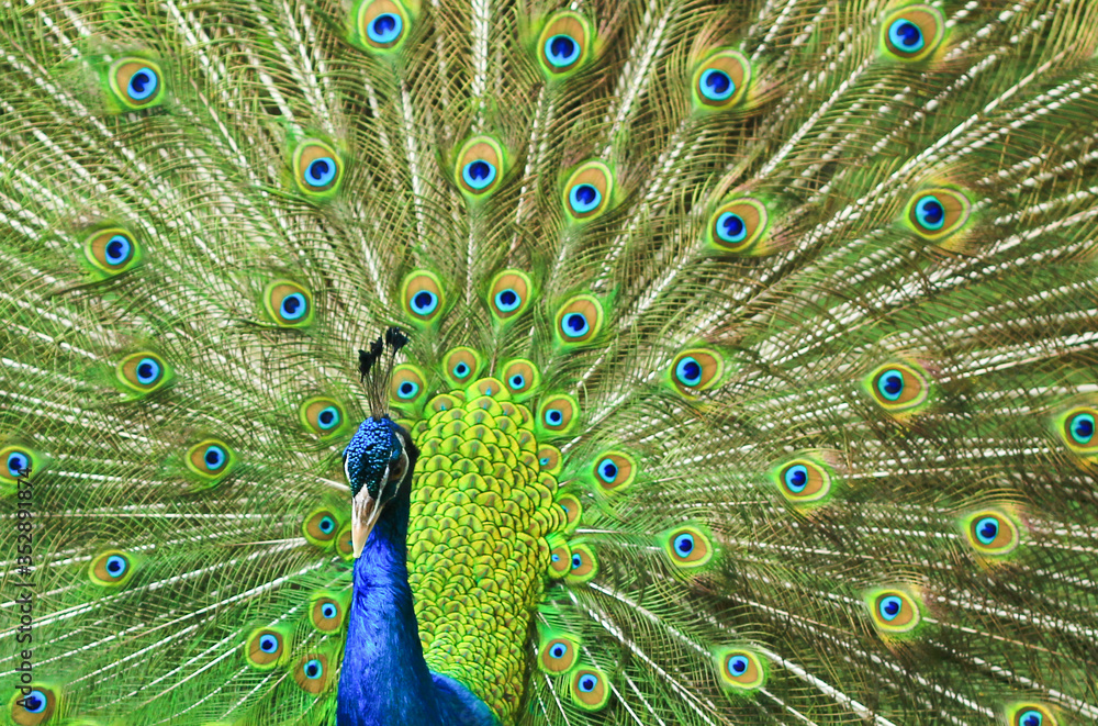 Fototapeta premium peacock with feathers out