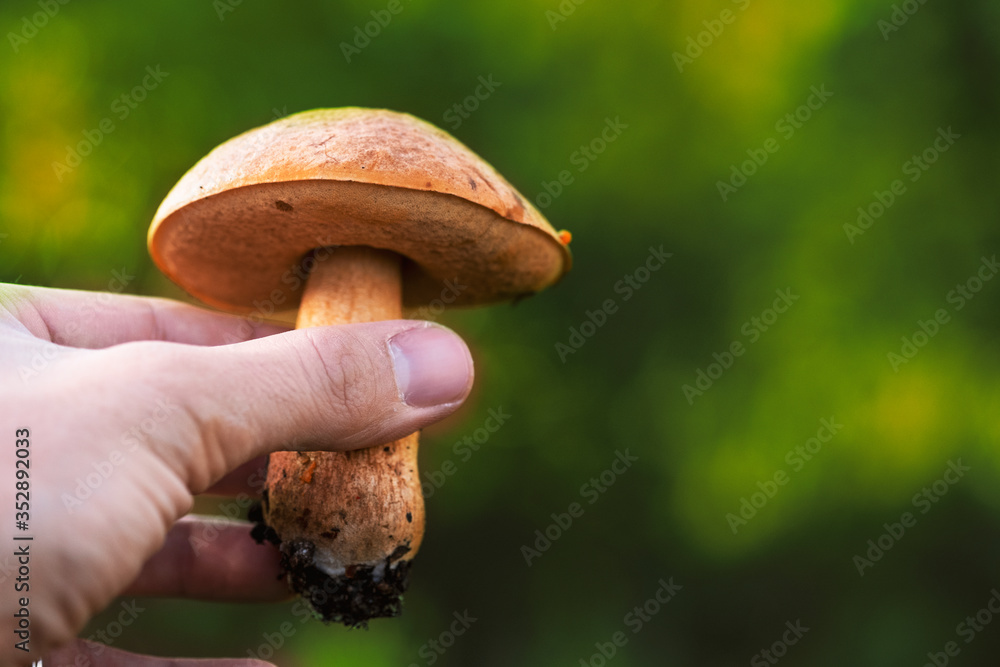 Close up shot of a toxic mushroom in nature and a green background holding it with hand