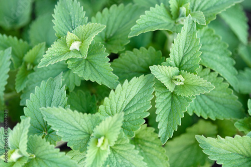 Green juicy leaves of mint growing in the garden. Close-up, copyspace