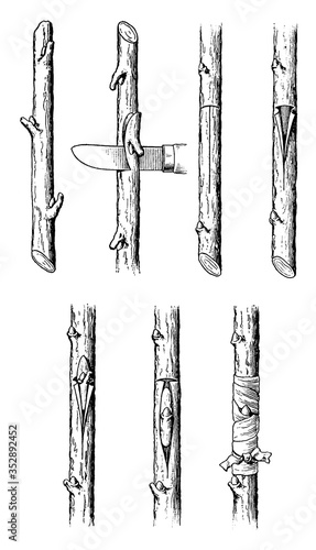 Asexual reproduction, vintage illustration.