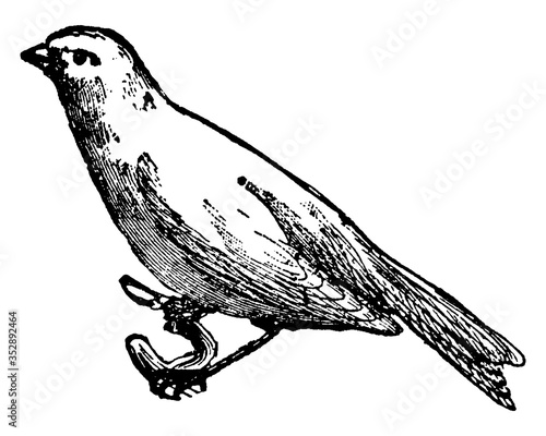 Canary Bird, Serious canaria domestica, vintage illustration