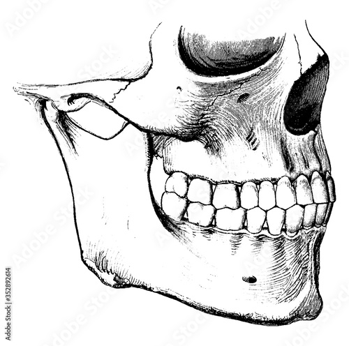 Teeth, when the mouth is closed, vintage illustration.