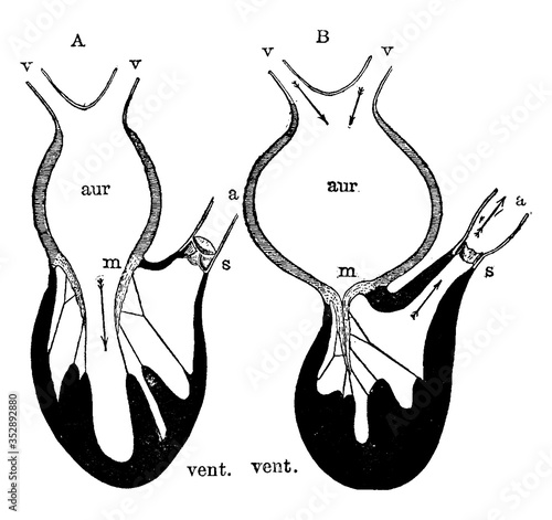Diagram of the Action of the Heart, vintage illustration.