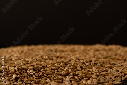 Barley beans. Grains of malt close-up. Barley on sacking background. Food and agriculture concept.