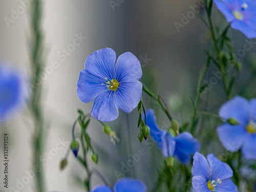 Blue flowers Up close growing in nature with a soft gray background and green stems and leaves.