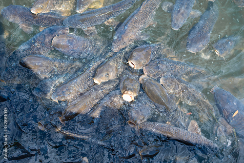 池の水面で大量の鯉が餌を求めて群がる光景