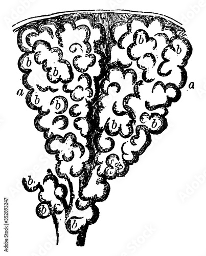Two Alveoli of the Lung, vintage illustration.