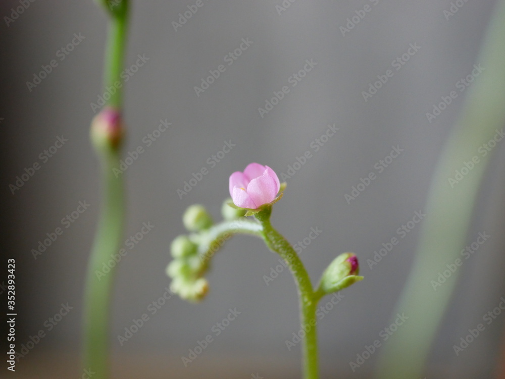 Drosera