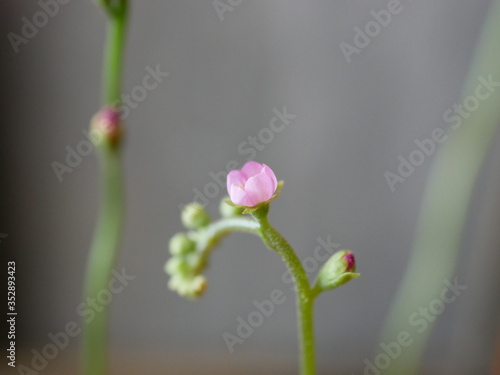 Obraz na płótnie Drosera w salonie