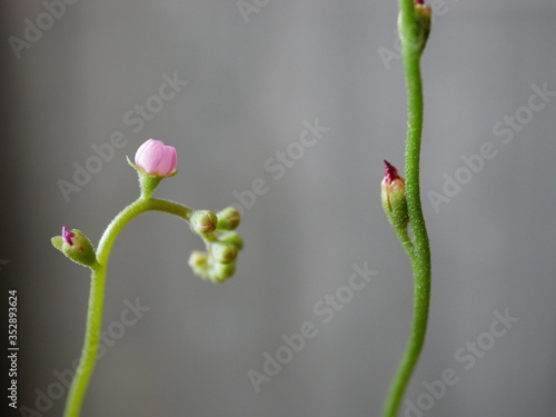 Drosera