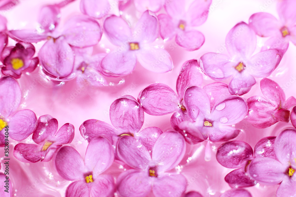 Macro shoot of lilac flowers in water bath spa concept relaxes light pink background