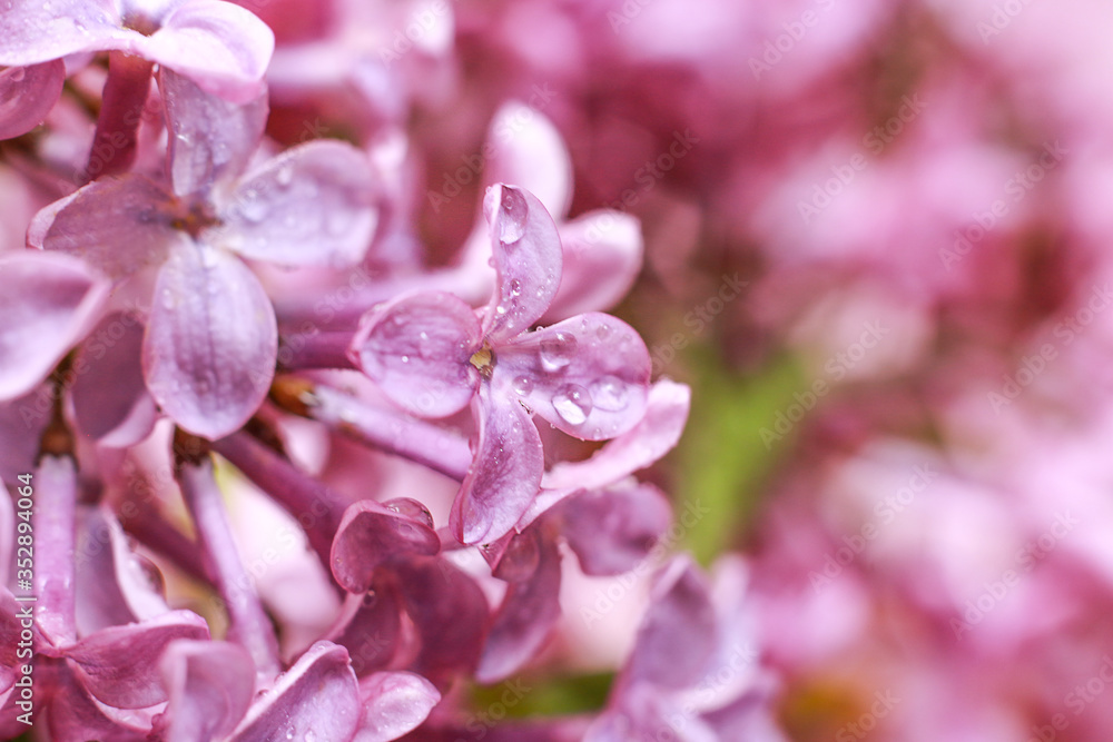 Macro shoot and selective focus of wet lilac flowers. 
