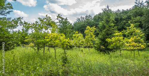 Konstfotografi Baumschule im Mischwald