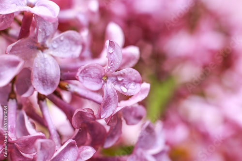 Macro shoot and selective focus of wet lilac flowers.  © Natia