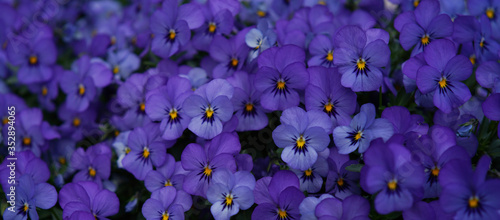 Vászonkép violet flowers pansies Viola ×wittrockiana Gams with yellow ovary