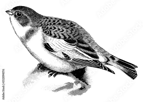 Snow Bunting, vintage illustration.