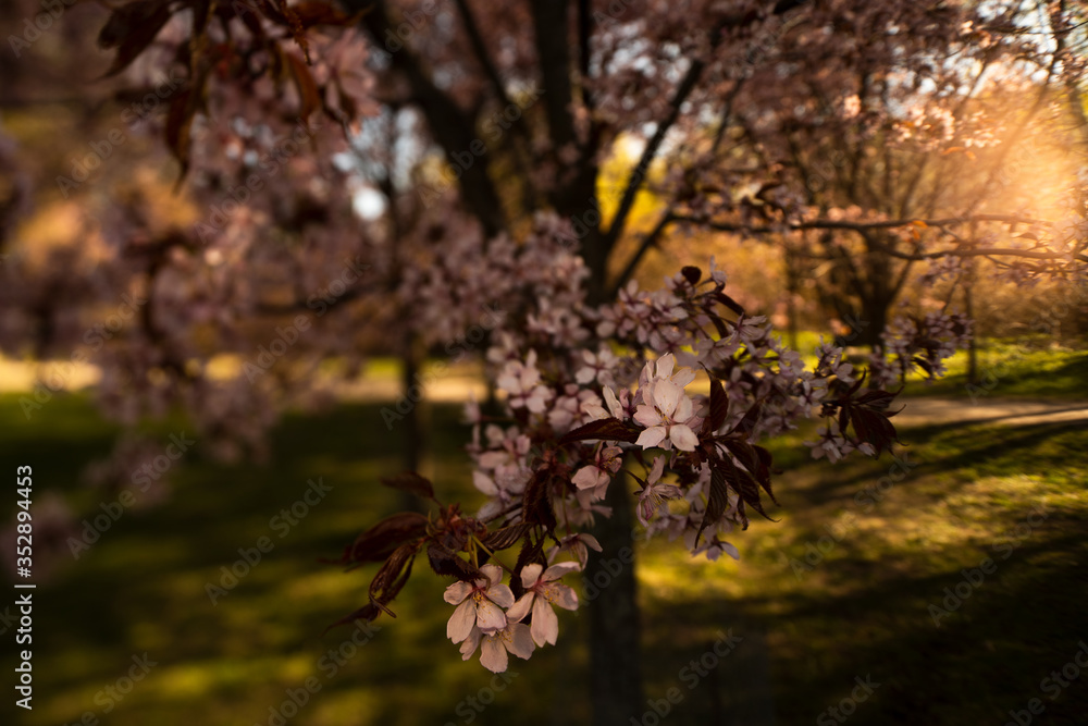 Helsinki Cherry Tree Blossom at Sunrise Pic4. With Tilt-Shift lens at Roihuvuori Cherry Tree Park Mother's Day 2020. The place is Roihuvuoren kirsikkapuisto. Prores422 and Mp4 videos available
