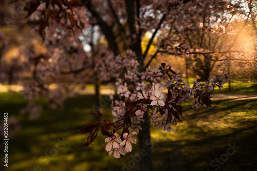 Helsinki Cherry Tree Blossom at Sunrise Pic4. With Tilt-Shift lens at Roihuvuori Cherry Tree Park Mother's Day 2020. The place is Roihuvuoren kirsikkapuisto. Prores422 and Mp4 videos available photo