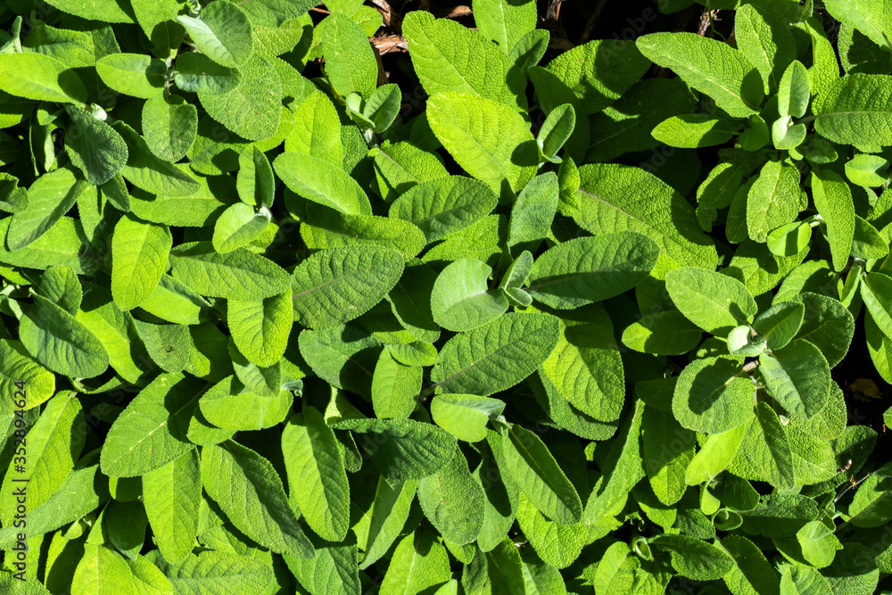 Close up of sage growing (Salvia officinalis)
Close up of sage growing (Salvia officinalis)