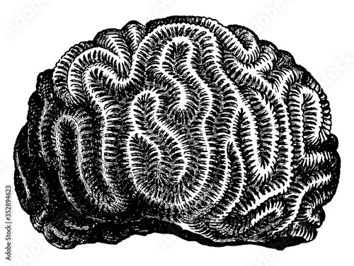 Brain Coral, vintage illustration.