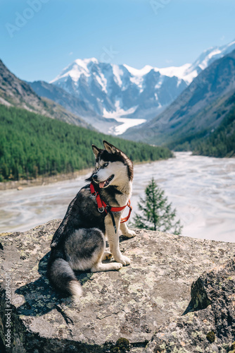 dog in the mountains © Alice