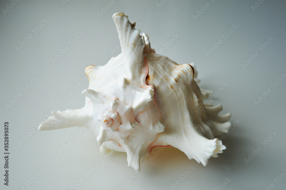 A large white seashell on a light background. A large white seashell on a light background.