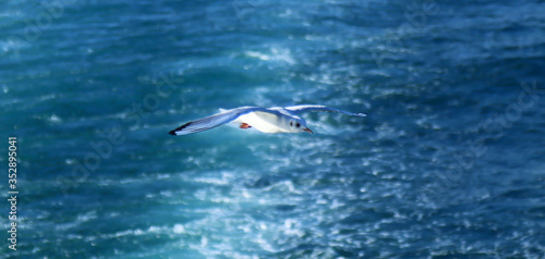 Seagulls over the sea and clear waters - Istanbul