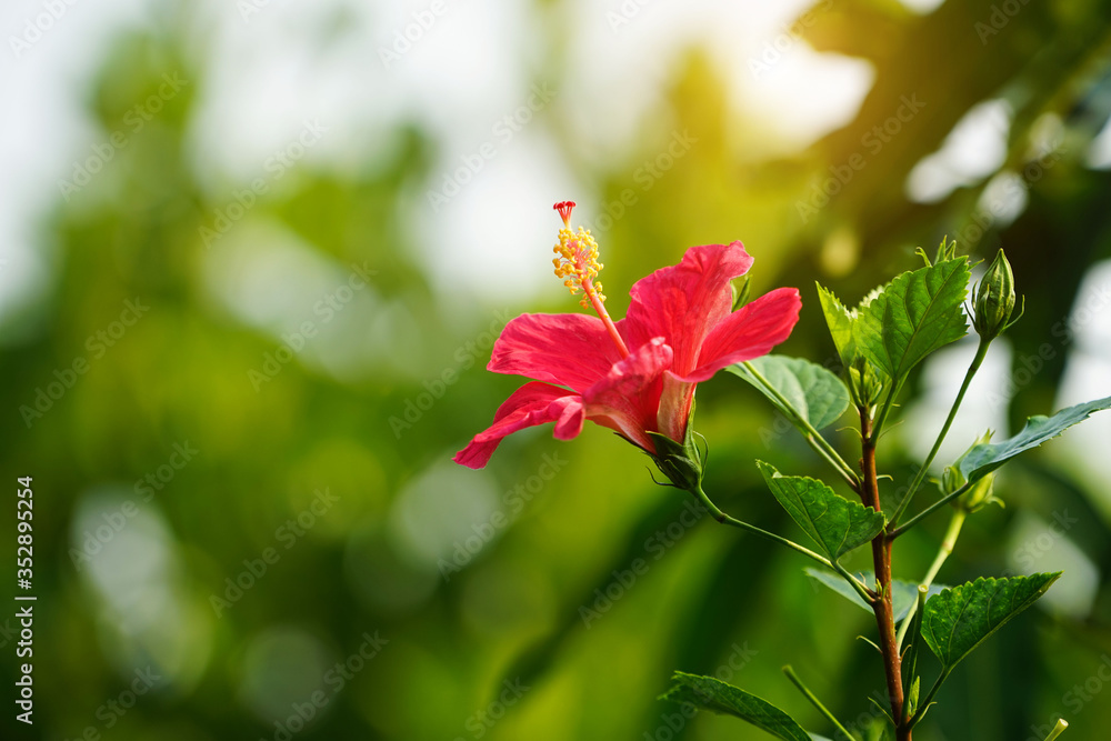 Beautiful red hibiscus flower growing on a green leaves background in the garden Beautiful red hibiscus flower growing on a green leaves background in the garden