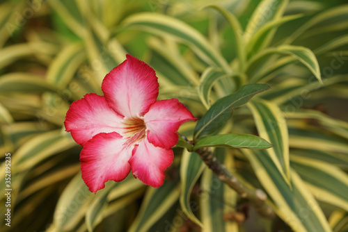 close up of red azalea or Desert Rose flowers blooming and green leaves on natural background in the garden
