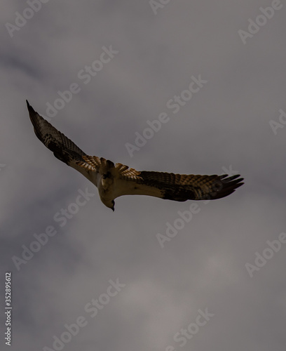 A single Osprey flying with a blue and white background.