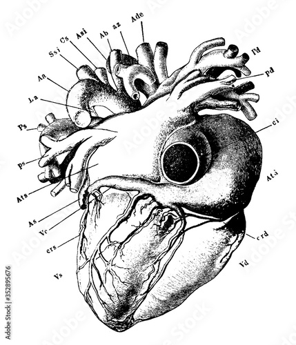 Heart, vintage illustration.