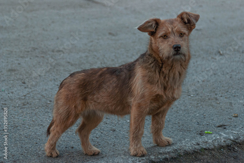 portrait of a dog