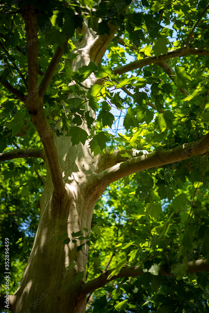 garden park sky cloud garden park sky cloud